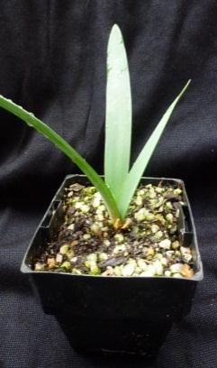 RORAIMA PLANT PROFILE Brunsvigia josephinae Known to be one of only 12 species in the Brunsvigia genus, this is quite a rare bulb available for purchase.