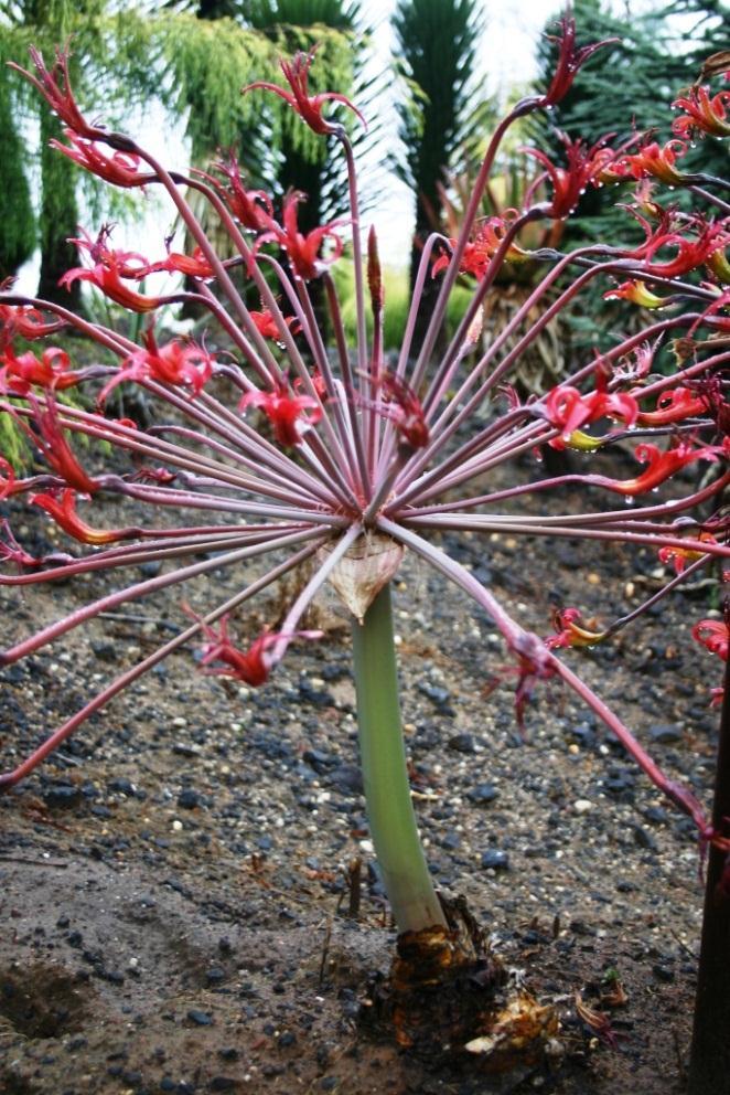 This picture is of a 20 year old bulb. The Brunsvigias generally take 15-20 years from seed to reach flowering bulb stage. Once they flower, they will continue to then flower on a yearly schedule.