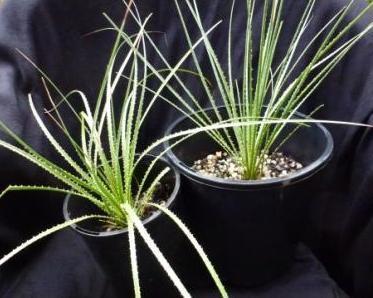 Ideal as an accent plant by itself or in groups, they are available in 20cm pots as pictured to the left for $24.95 each.
