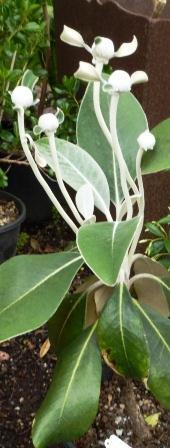 In its native area Ceropegia stapeliiformis grows naturally under trees in the fallen leaves and climbs