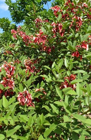 is a very easy tree to grow in most conditions, including clay soils.