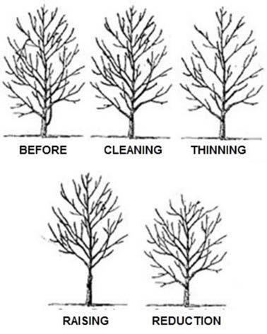 Pruning Older Trees Terminology Cleaning: a pruning method where only dead/diseased/broken branches may be removed. Often confused with crown thinning.