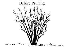 Pruning Shrubs Thinning Thinning: Cut out wayward branches, take out thin growth, remove suckers