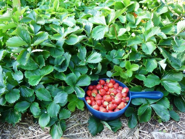 Choose fruit to extend harvest Everbearing: Strawberries