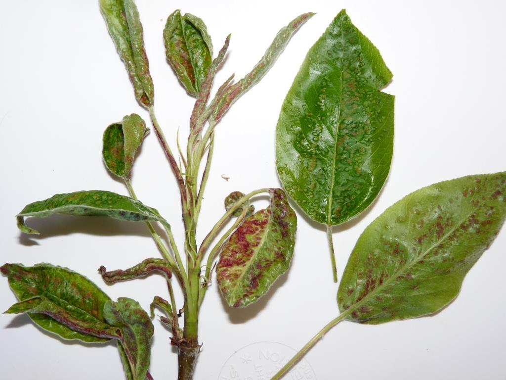 (overwintering mites are on outer bud scales)
