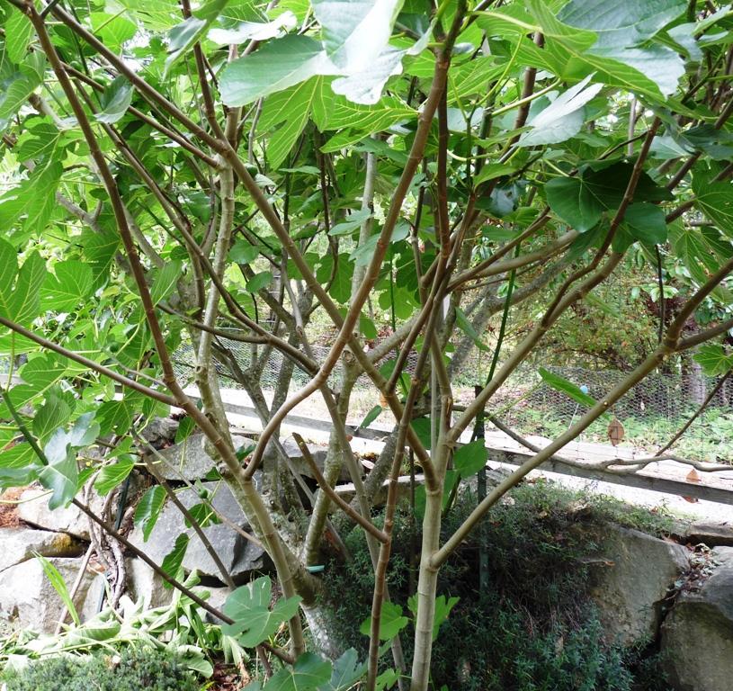 Pruning Figs Shape as a large
