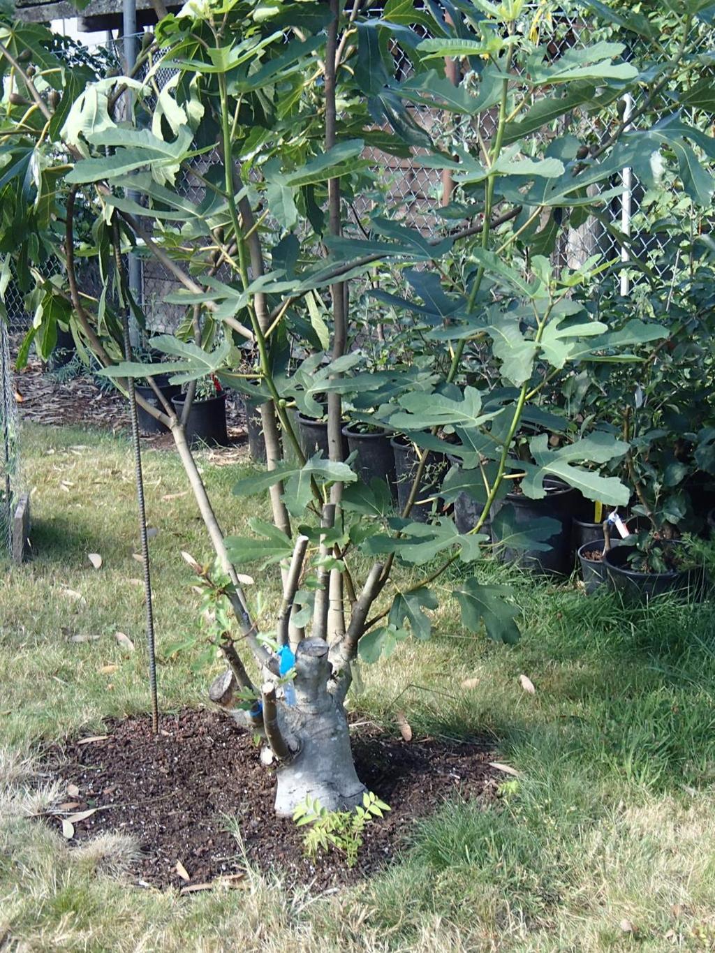 Another tip for figs In March cut back branches with brown bark and unripe