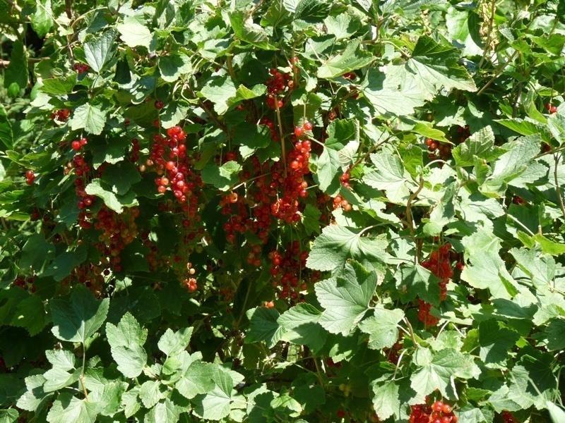 Red Currants, Gooseberries Fruit on 1-yr.