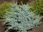 2018 Collectors Conifer of the Year Whether you relate to ACS standing for the American Conifer Society or reference your Addicted Conifer Syndrome, here s an opportunity to add interest and