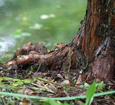 Taxodium distichum Knees By James La Luzern One of the often-overlooked beauty of trees are their