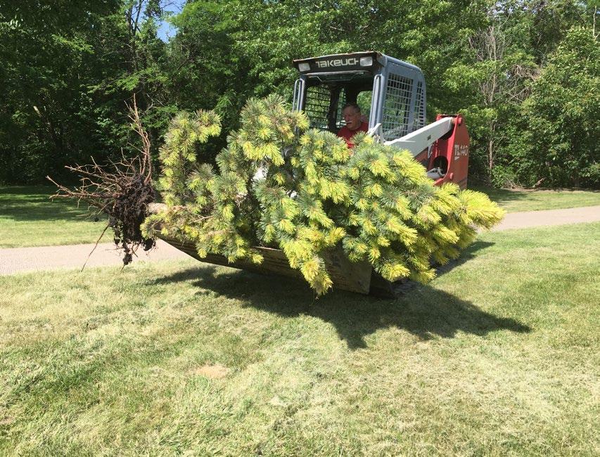 Sometimes you just have to say good-bye. Larry Nelson, Betsy Turner s husband, takes Pinus contorta var.