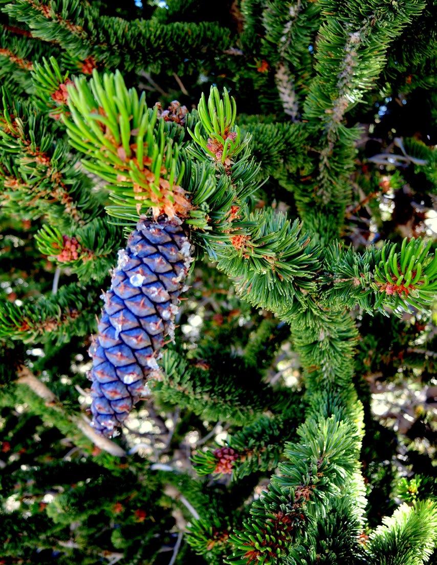 Immature female cone on Pinus longaeva in the White Mountains of