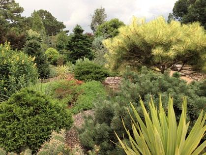 2018 ACS National Meeting Raleigh, NC June 14-17 Collected by Sandy Horn Tour Gardens Thanks to the generous and intrepid conifer enthusiasts of the Raleigh area, we have a spectacular line-up of