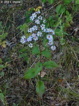 Aug-Oct Heart-leaved Aster