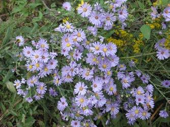 Blooms: Aug-Sep Smooth Aster