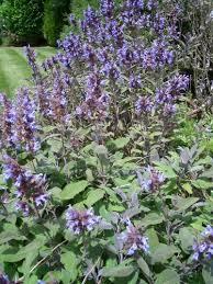 Butterfly Garden Plants -