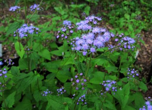 Aug-Sep Blue mistflower