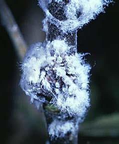 Woolly Apple Aphid Natural History Hosts include American elm, apple, hawthorn, mountain ash Overwinter as eggs in bark cracks and crevices, or as nymphs on roots underground and various protected