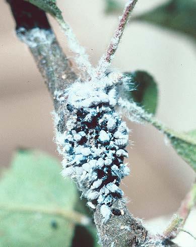 Woolly Apple Aphid Damage Aerial colonies are