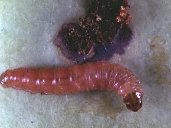 CM Larval Stage Newly hatched: 1/10 inch;