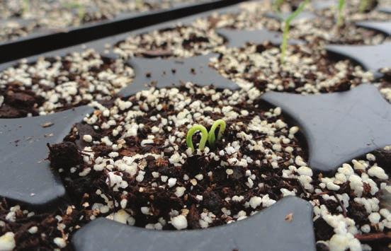 Proper planting depth is indicated on the seed packet or available from the seed dealer. Germinating seed typically requires very high (>95%) relative humidity and soil moisture.
