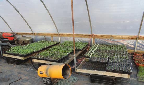 For growing in plasticulture or on fabric, smaller transplant plugs produced from small 50- or 72-cell trays are beneficial to reduce the size of the hole required for planting (Figure 4) or for