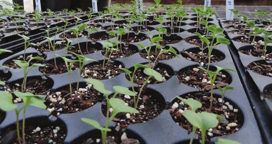 Sowing seed directly into plug trays takes more time than sowing into seedling flats but eliminates the need for transplanting later, which is costly and stressful for plants.
