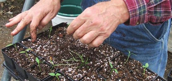 This method works better than direct-seeding for solanaceous crops such as tomatoes.