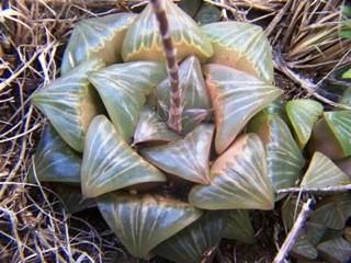Haworthia in general are tolerant of almost any potting mix, and success has been reported with everything from straight pumice to potting soil-pumice or perlite mixes, to plain potting soil, and