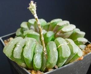 An application of time release fertilizer in late winter will improve growth from late winter and early spring rains. Healthy Haworthia generally have stiff thick white roots.