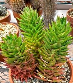 These should be removed back to healthy tissue. According to the Bayer & Hammer reference; the Haworthia genus is divided into three subgenera, and these further divided into 8 sections.