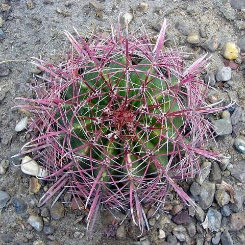 Cactus of the Month May 2012 - Ferocactus Ferocactus is medium sized genus, with about 40 members and centered in Mexico, with a few species native to California and the Southwest, and a few to