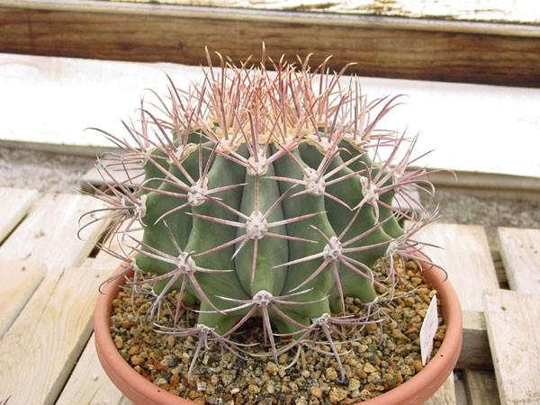 Ferocactus are easily grown, and most are perfectly happy outdoors without protection year round in Southern California. A normal well draining potting mix will do well.