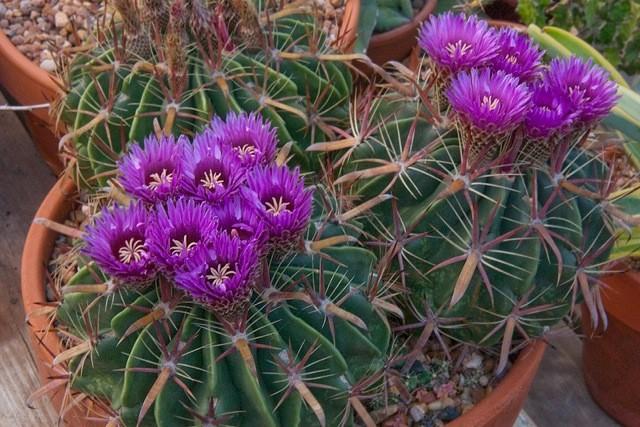 The seedlings grow slowly at first, but soon take off. There are several advantages to growing Ferocactus from seed.