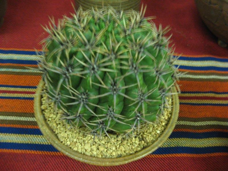 variegate 'cream spike 3rd - Jade Neeley - Agave lophantha Novice Cactus 2nd - Jade Neely - gymnocalycium mostii
