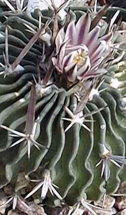 2012 PLANT OF THE MONTH (POM) SUCCULENTS CACTUS January Dudleya Eriosyce February Echevarias Turbinicarpus to and include Aztekium, and Geohintonia March Succulent Bromeliad Mammillaria - Straight