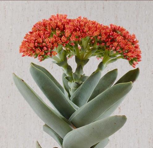 Succulent of the Month - Crassula November 2012 The Crassulaceae Family is medium sized and cosmopolitan, with succulent members