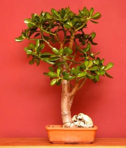 Crassula is the largest genus in the family, containing everything from bog plants to some of the most extreme succulents.