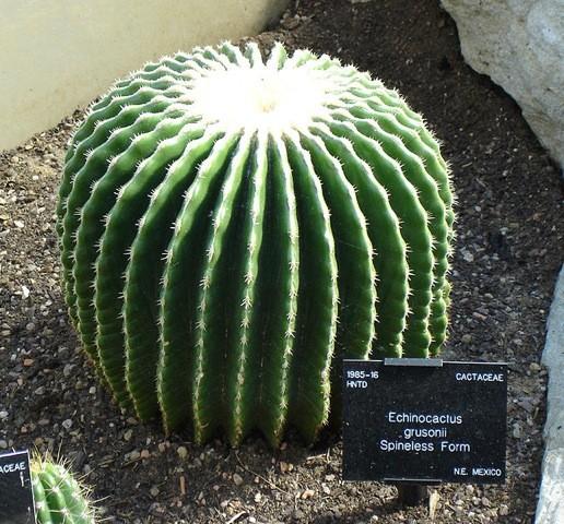 Cactus of the Month - November 2012 Echinocactus The Cacti of the Month for November are the two genera of Barrel Cactus from