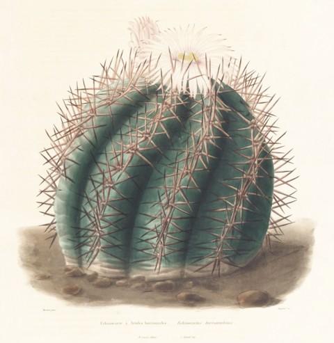 The most common example is Echinocactus grusonii, popularly known as the golden barrel cactus or motherin-law s cushion,