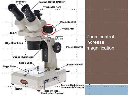 Using a Microscope Not everyone knows how to do this!