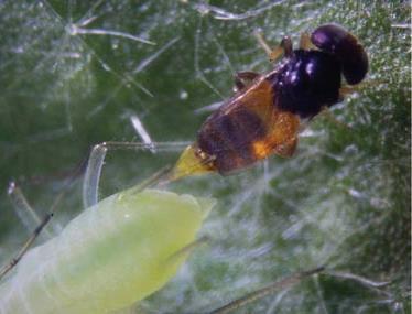 honeydew (aphid poo), some species host