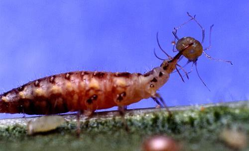 Adult Larvae