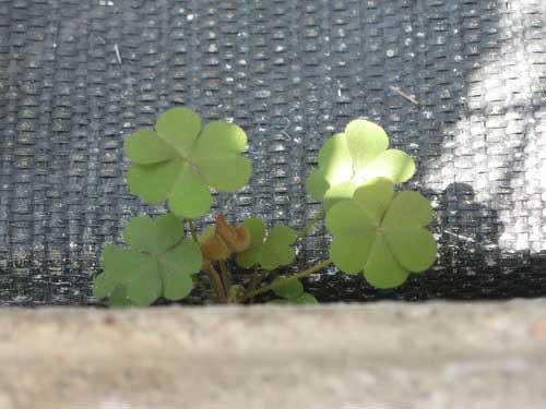 Oxalis is growing on the edge of weed barrier in a greenhouse.