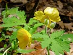 This native perennial is at home in shaded, moist woodlands and is valued for its attractive yellow blossoms. They grow 1.