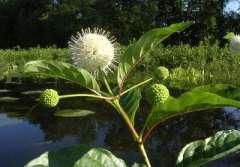 Buttonbush Cephalanthus occidentalis Native Plant List Installed Fall 2016: Buttonbush grows to a height of 6-12 and flowers July August. It needs sun to flower, tolerates drought and flooding.