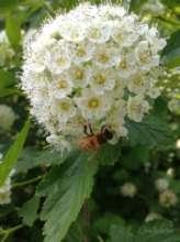 Ninebark - Physocarpus opulifolius Ninebark grows 5-12 and flowers May-July with rounded flowers which draw many bees, butterflies and insects with its sweet nectar.