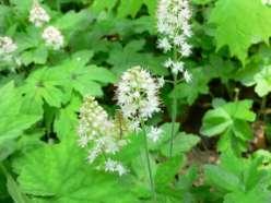 With showy white flowers in May, foamflower blooms well in part to full shade. They grow to a height of.75-1 tall and clumps spread 1-2. Once established, they are low maintenance.