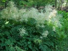 Goats Beard - Auruncus dioicus Dramatic airy flowers adorn goats beard in April and May, creating lovely when grown in shaded woodlands.