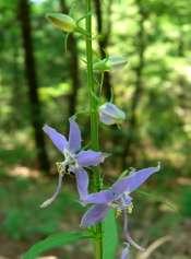 id_image=42357 Tall Bellflower- Campanula americanus The Latin name campanula comes from campana meaning bell, however the petals of bellflower are actually flat.